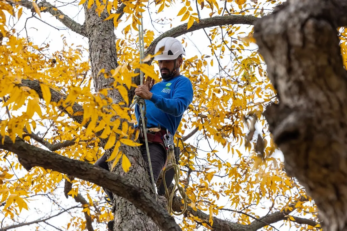 Skilled Storm Damage Cleanup crew working in Harrietta